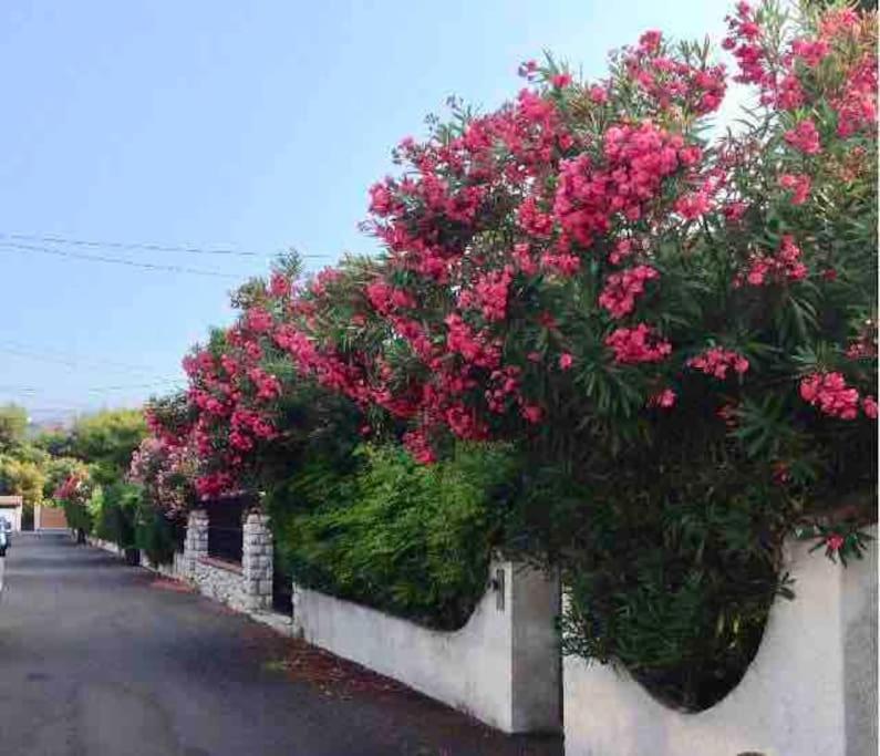 Proche Plages Juan Les Pins Petit Dans Apartment